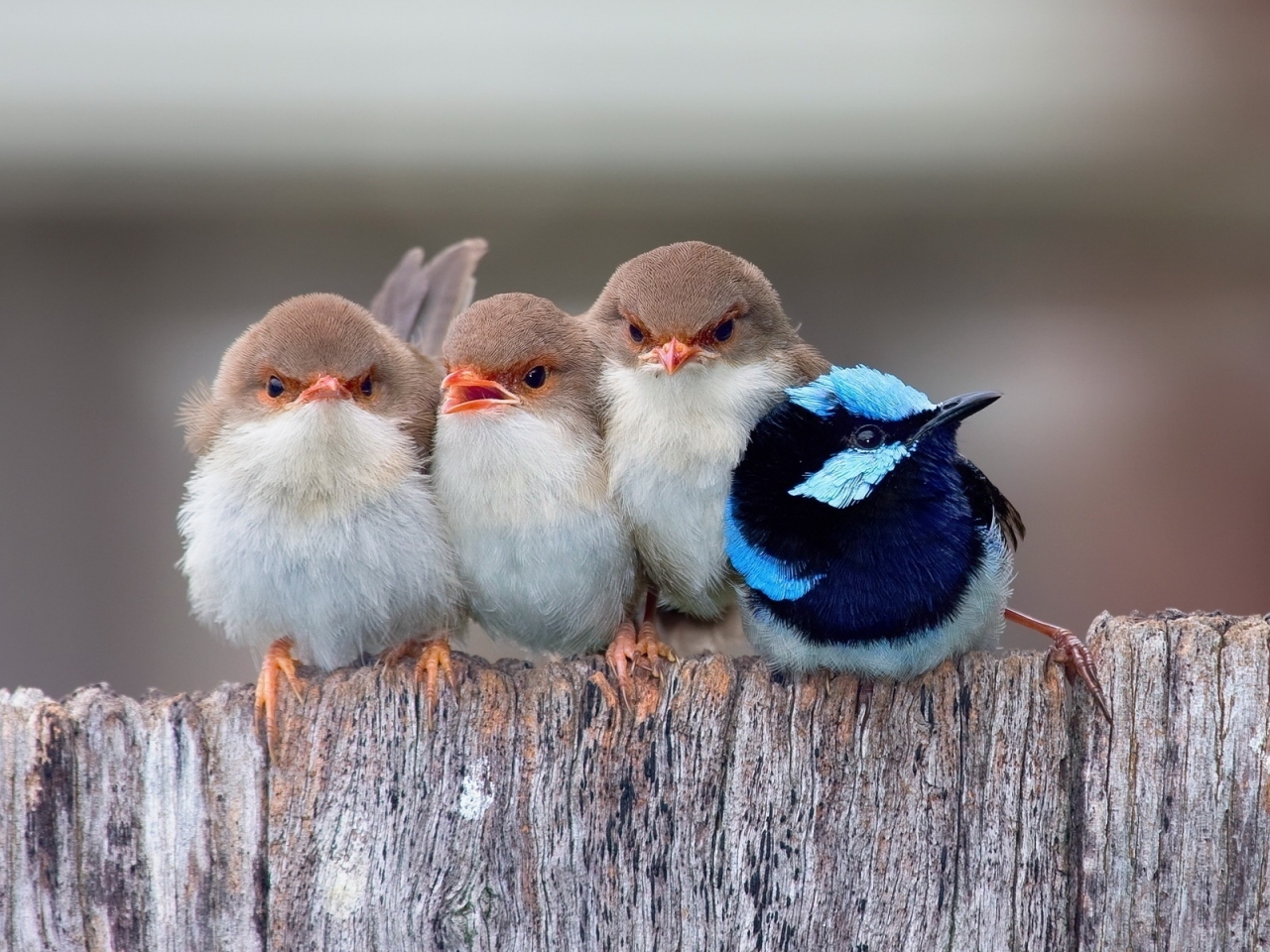 Cute Little Birds for 1280 x 960 resolution