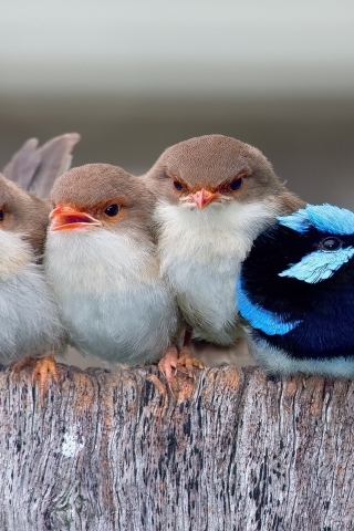 Cute Little Birds for 320 x 480 iPhone resolution