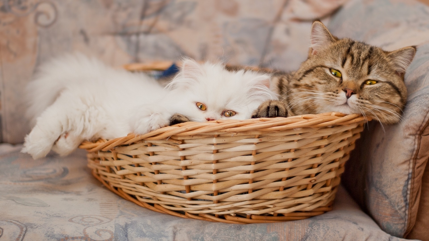 Cute Little Cats for 1366 x 768 HDTV resolution