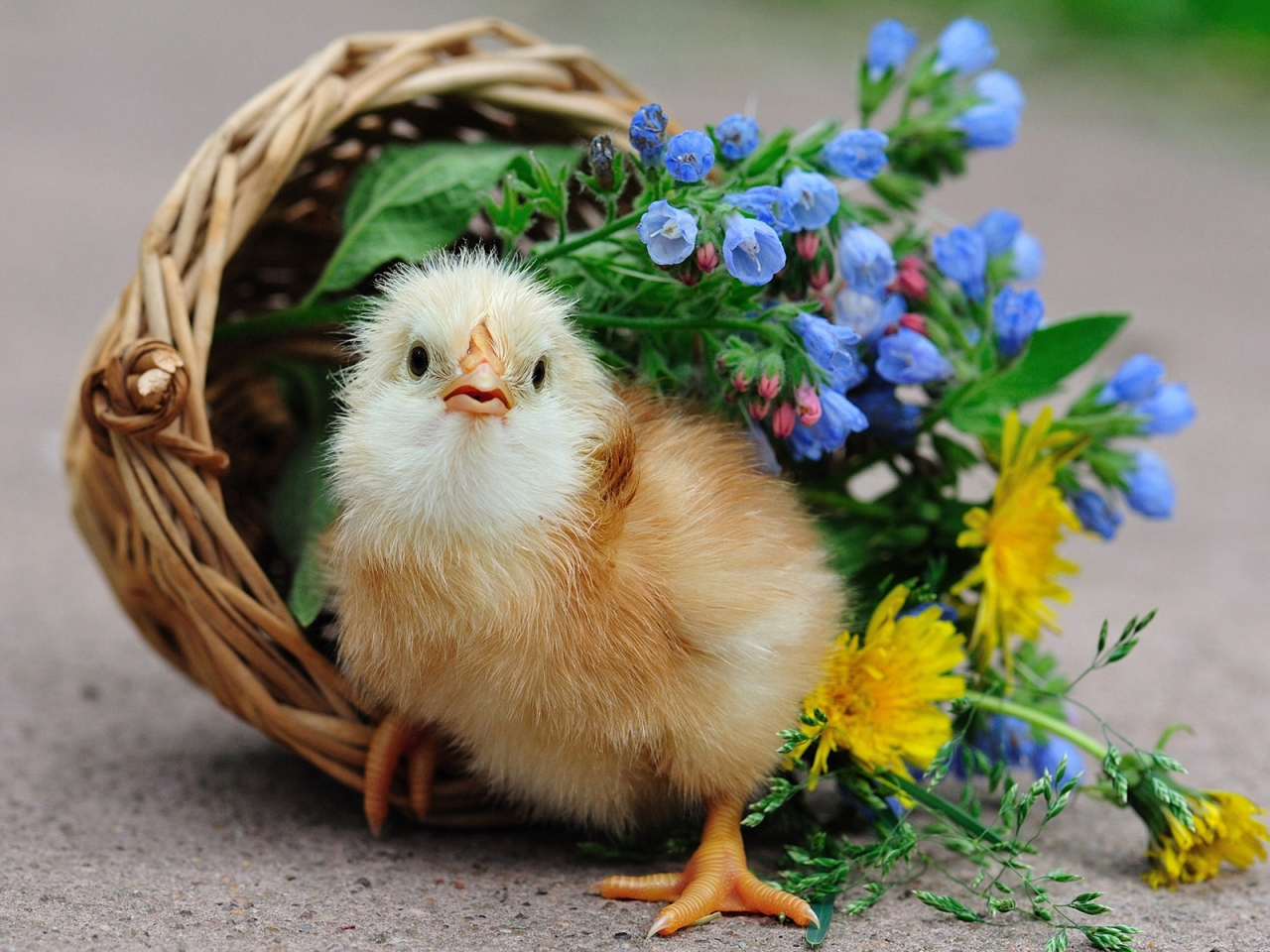 Cute little chicken for 1280 x 960 resolution