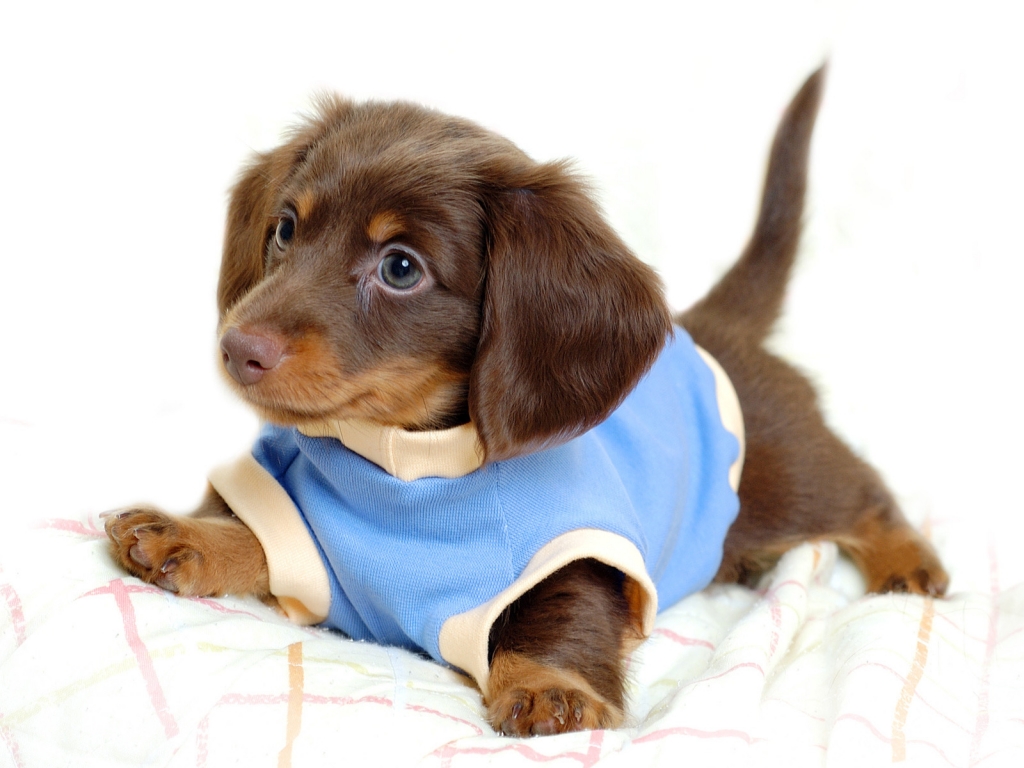 Cute Little Dog for 1024 x 768 resolution