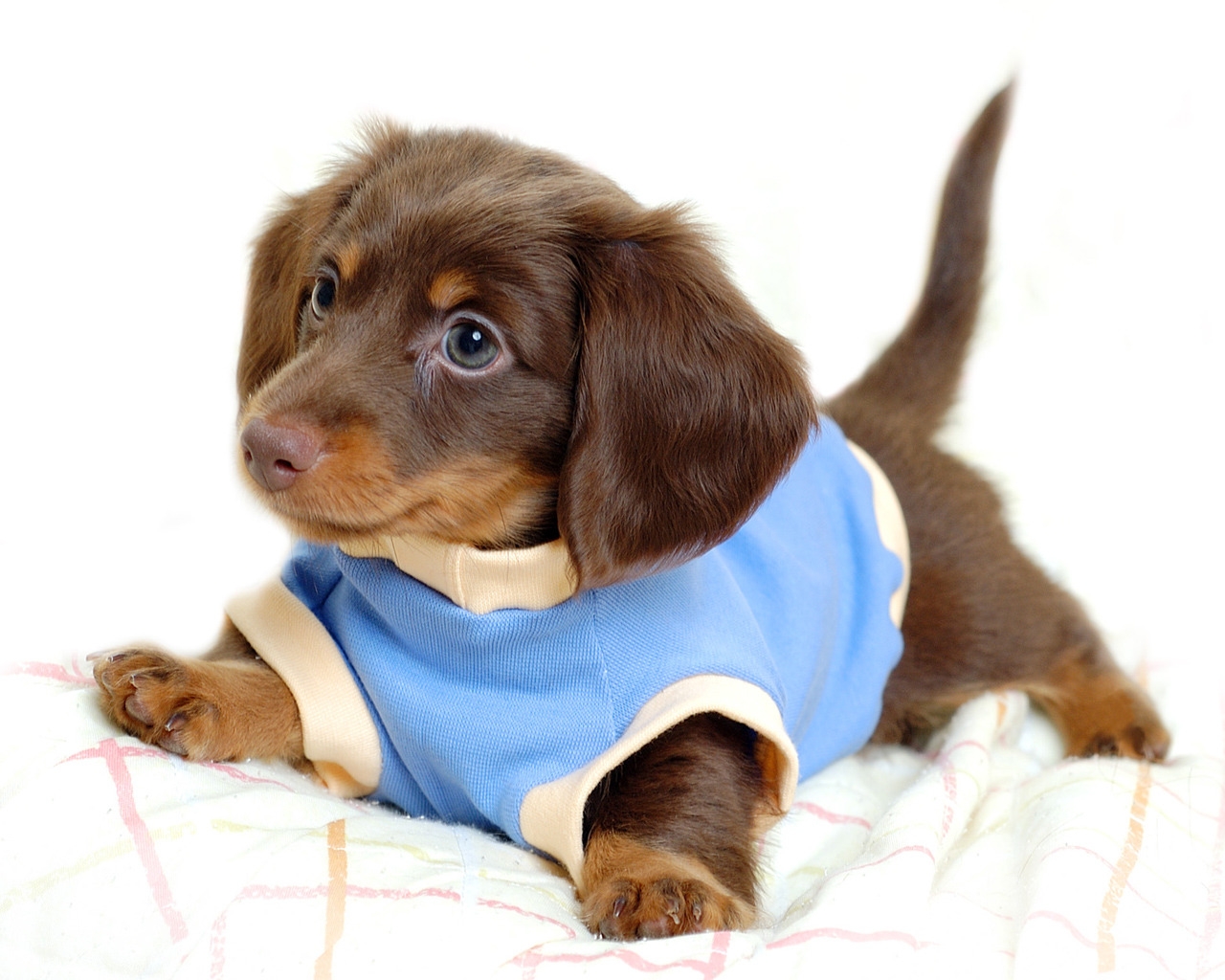 Cute Little Dog for 1280 x 1024 resolution