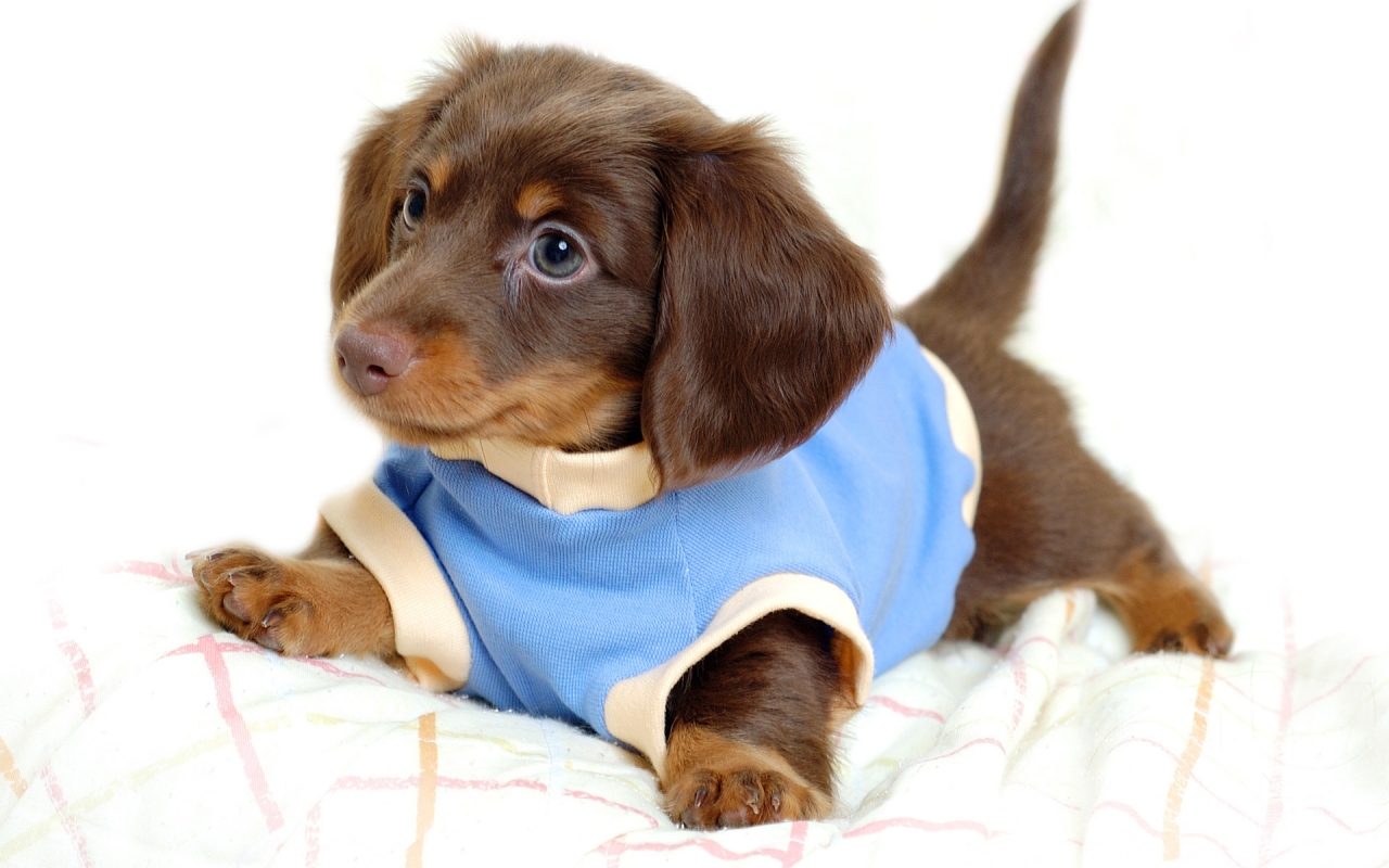Cute Little Dog for 1280 x 800 widescreen resolution