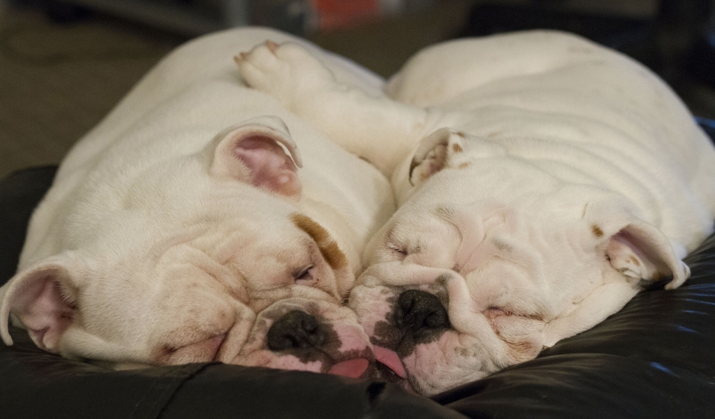 Cute Little Dogs Sleeping for 1024 x 600 widescreen resolution