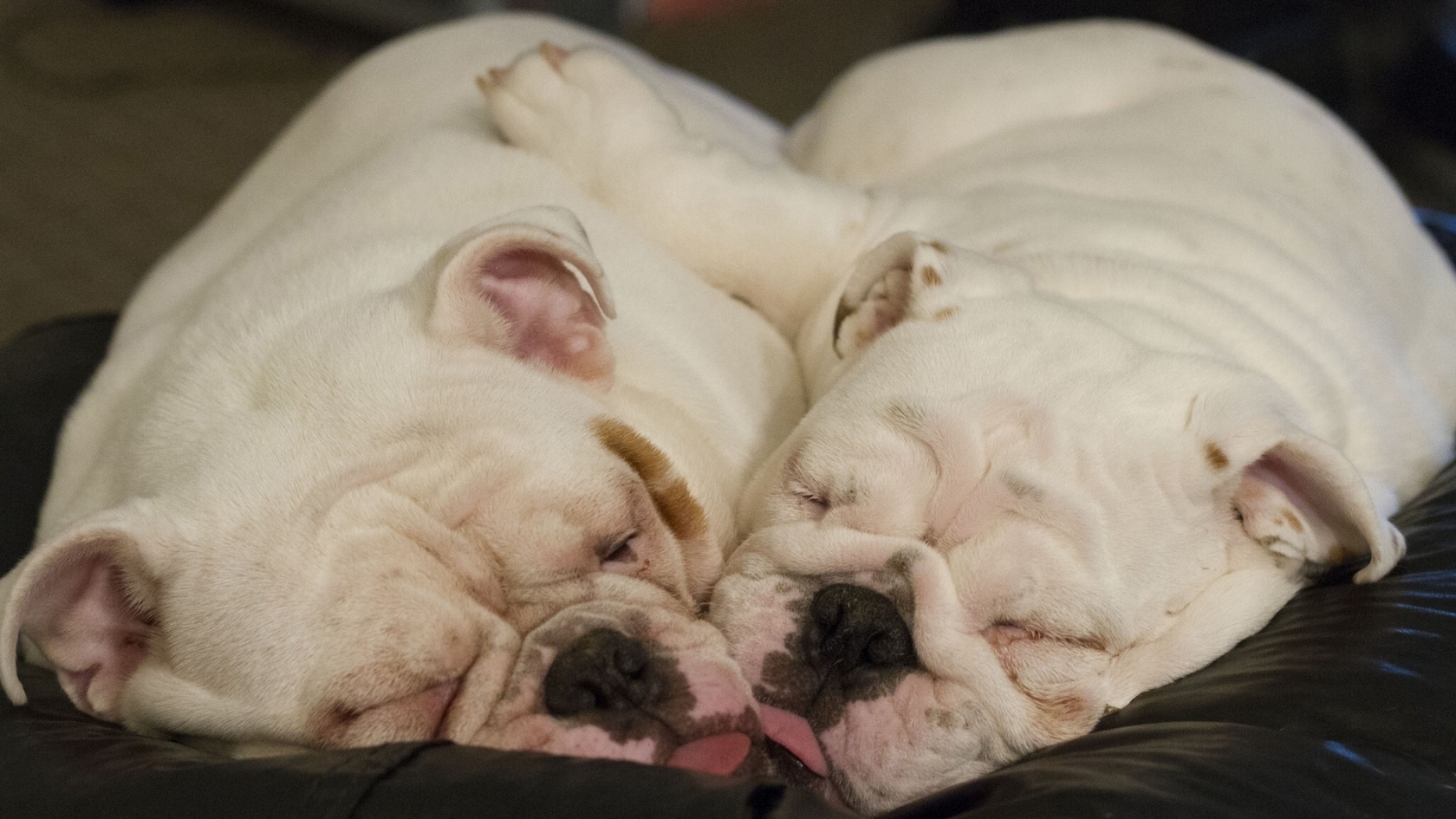 Cute Little Dogs Sleeping for 1680 x 945 HDTV resolution