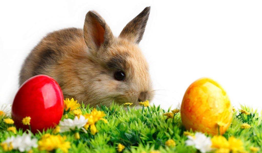 Cute Little Easter Rabbit for 1024 x 600 widescreen resolution