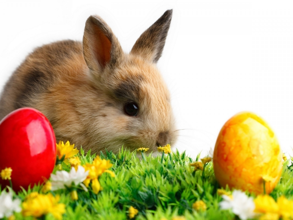 Cute Little Easter Rabbit for 1024 x 768 resolution