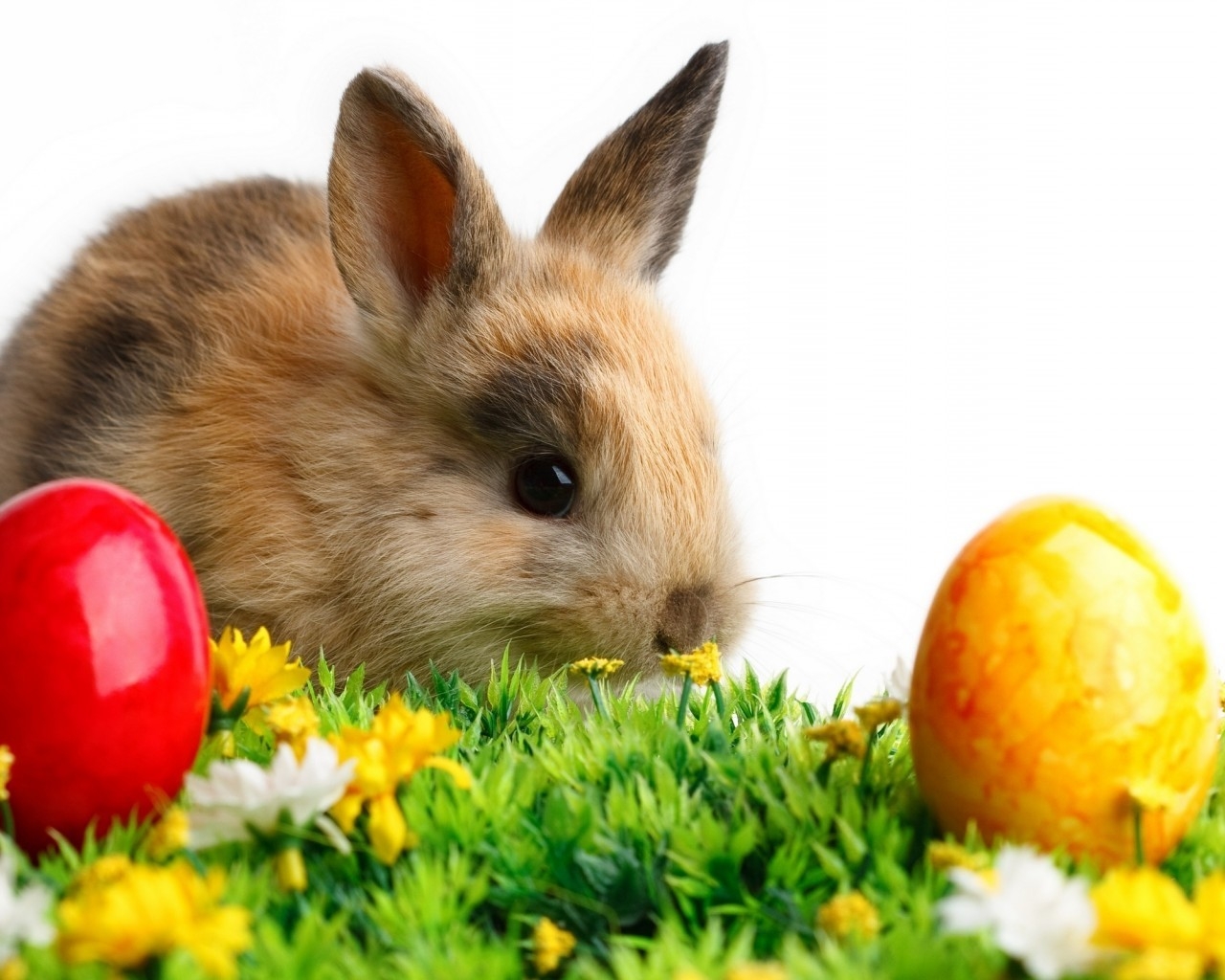 Cute Little Easter Rabbit for 1280 x 1024 resolution