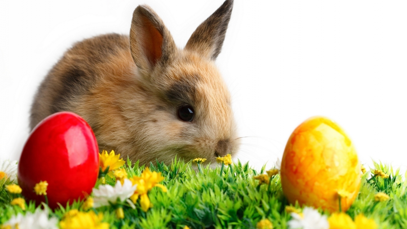 Cute Little Easter Rabbit for 1366 x 768 HDTV resolution
