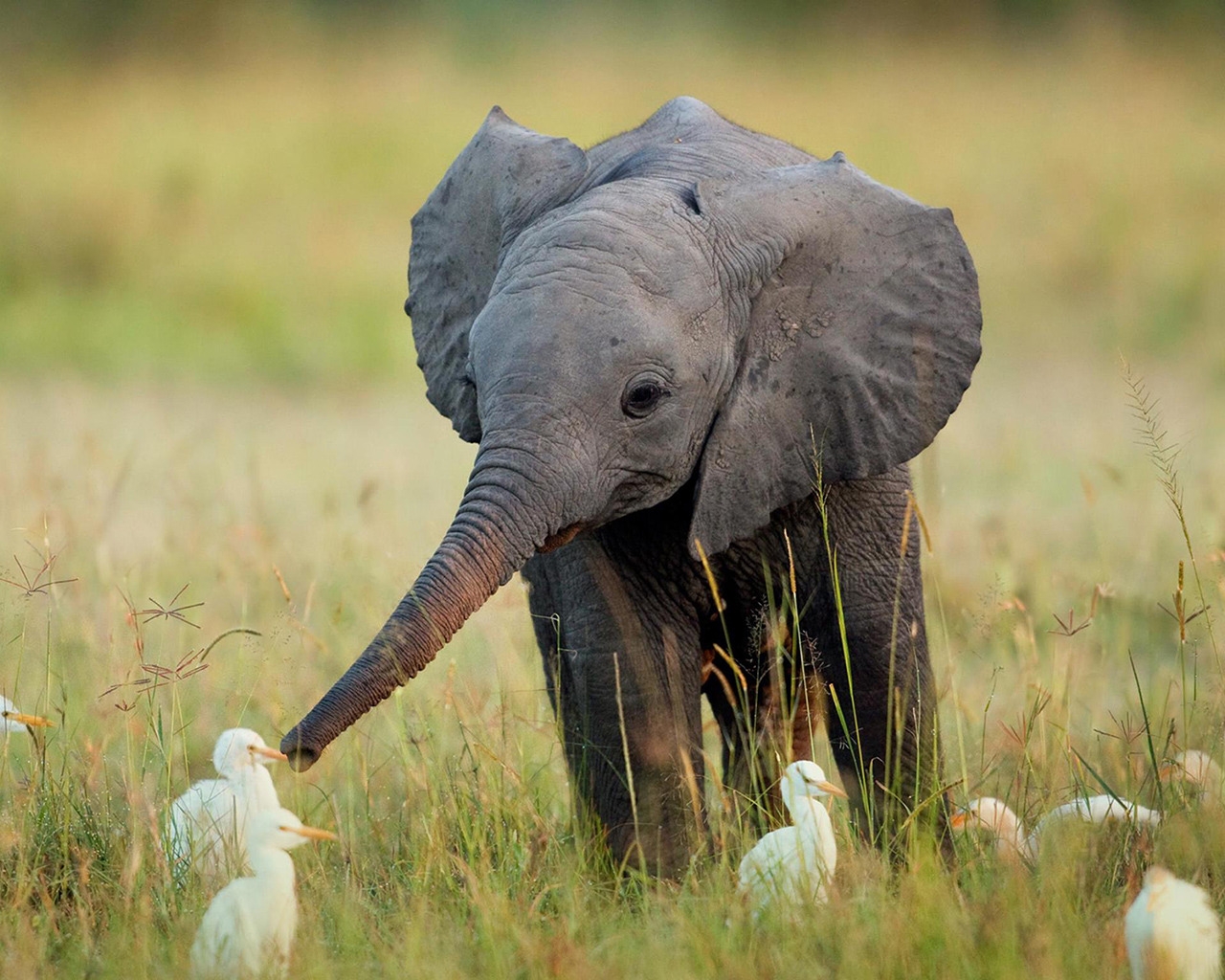 Cute Little Elephant for 1280 x 1024 resolution