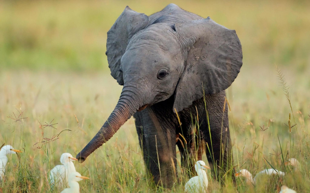 Cute Little Elephant for 1280 x 800 widescreen resolution