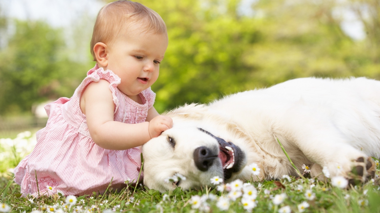 Cute Little Girl Playing With Dog for 1280 x 720 HDTV 720p resolution