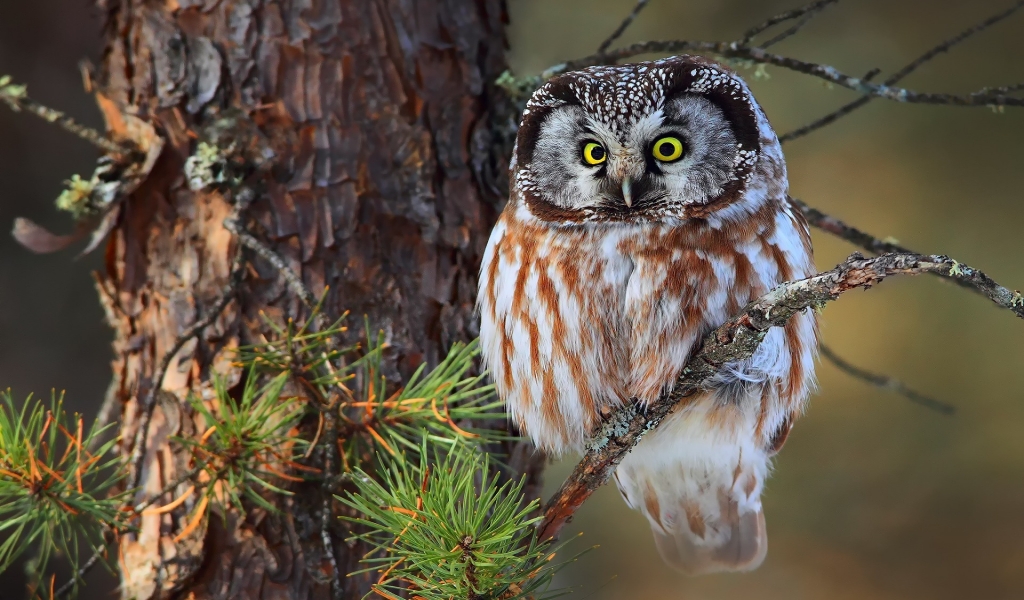 Cute Little Owl for 1024 x 600 widescreen resolution