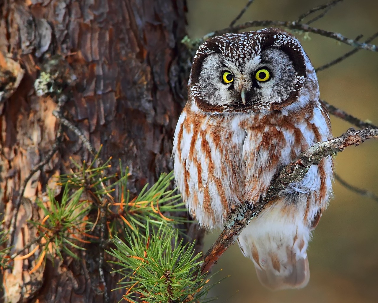 Cute Little Owl for 1280 x 1024 resolution