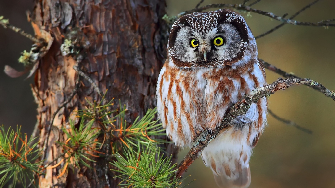 Cute Little Owl for 1366 x 768 HDTV resolution