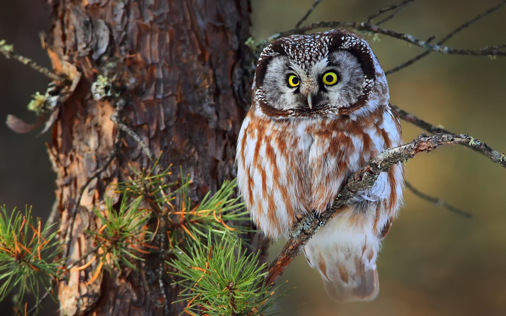 Cute Little Owl for 1680 x 1050 widescreen resolution