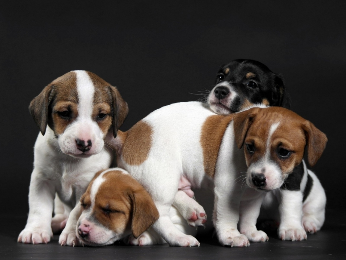 Cute Little Puppies for 1152 x 864 resolution