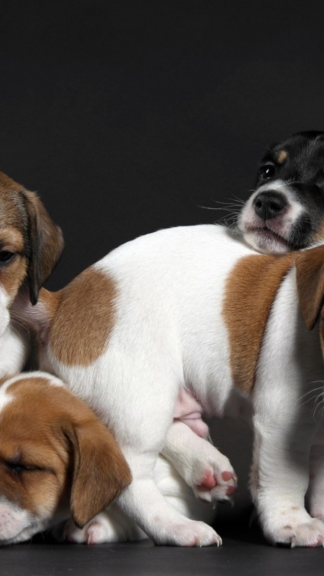 Cute Little Puppies for 640 x 1136 iPhone 5 resolution