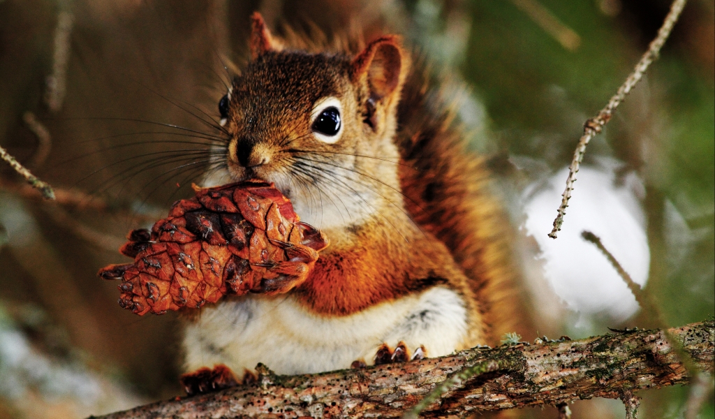 Cute Little Squirrel for 1024 x 600 widescreen resolution
