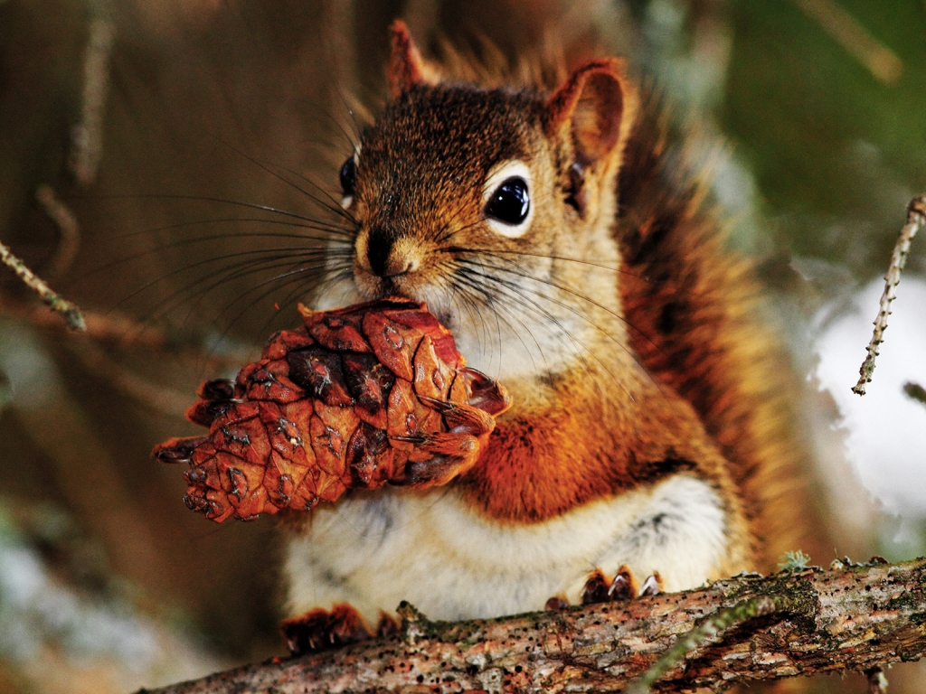 Cute Little Squirrel for 1024 x 768 resolution