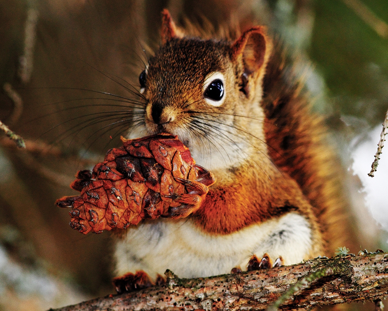 Cute Little Squirrel for 1280 x 1024 resolution