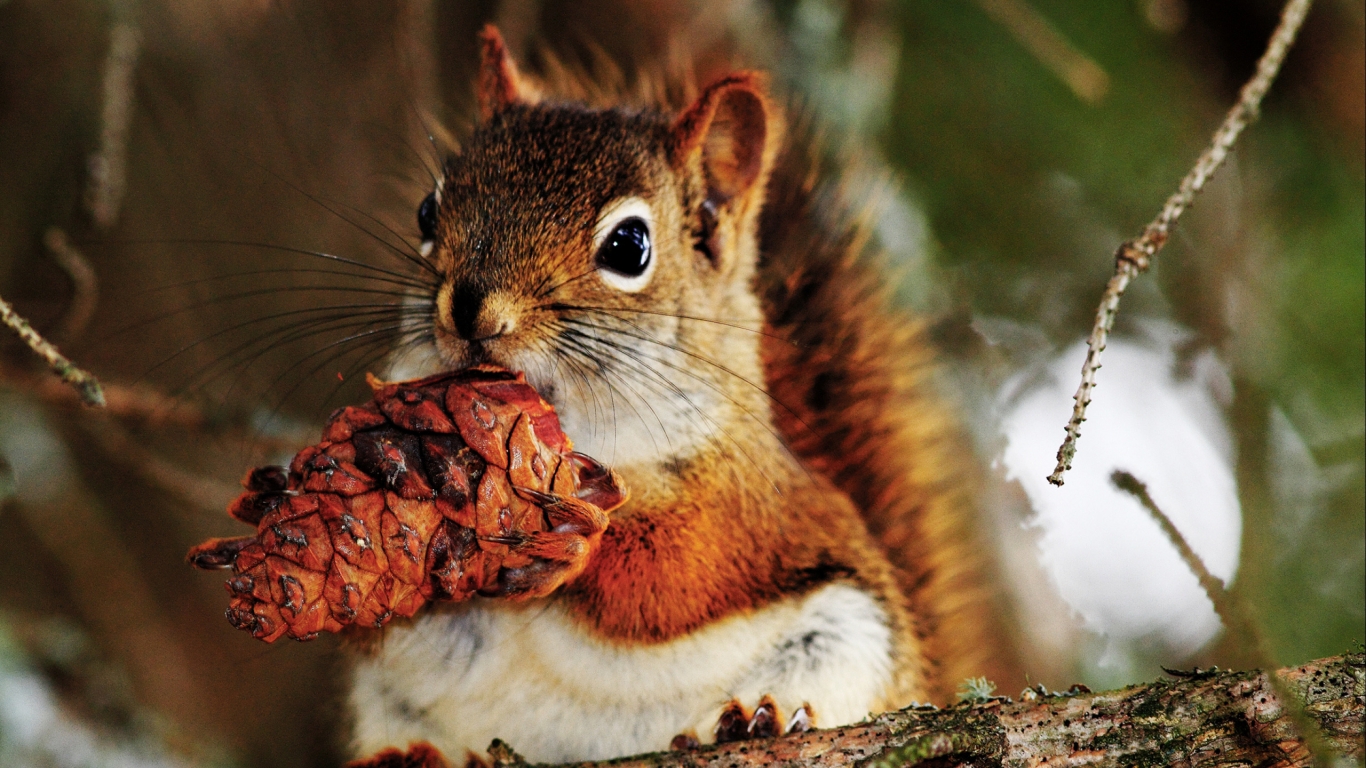 Cute Little Squirrel for 1366 x 768 HDTV resolution