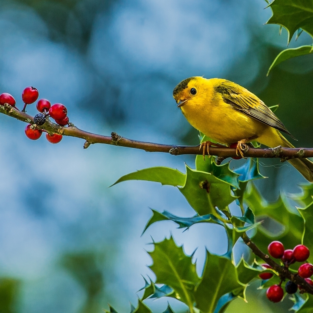 Cute Little Yellow Bird for 1024 x 1024 iPad resolution