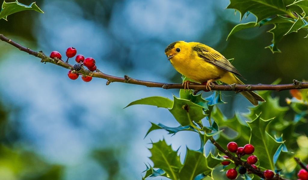 Cute Little Yellow Bird for 1024 x 600 widescreen resolution