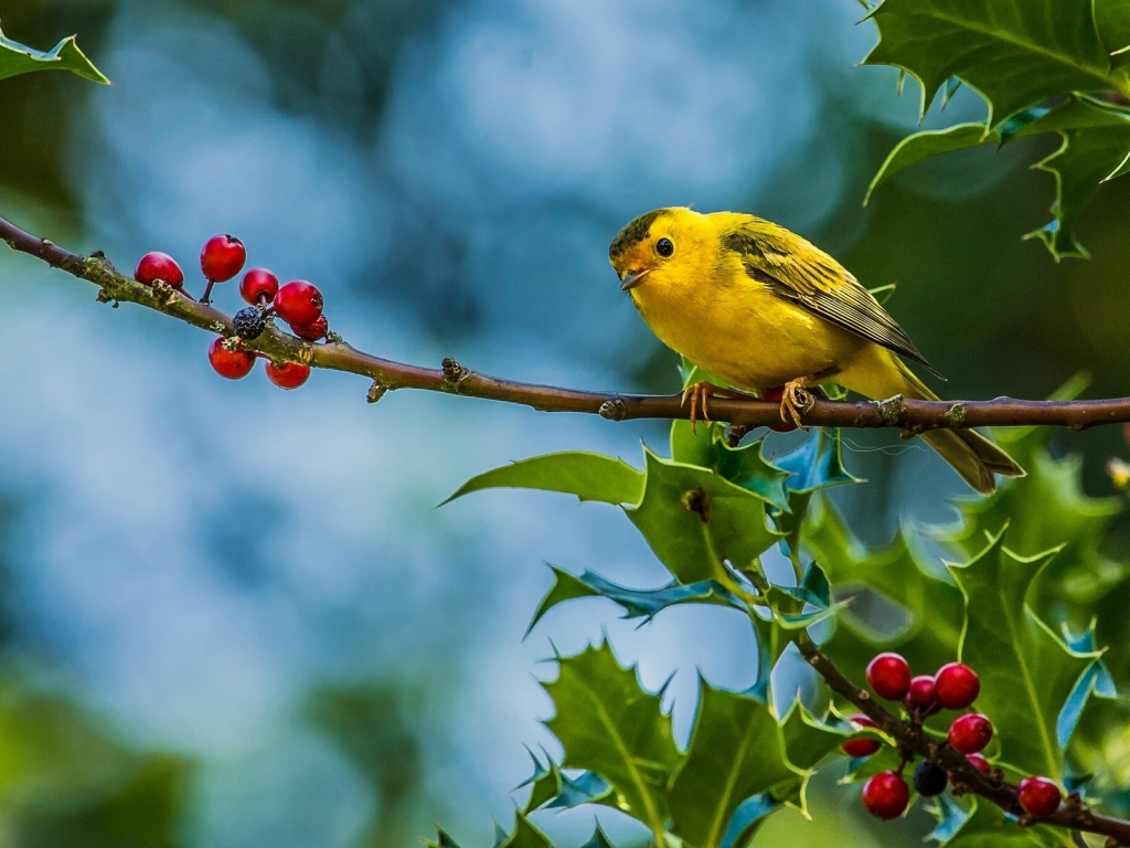 Cute Little Yellow Bird for 1024 x 768 resolution