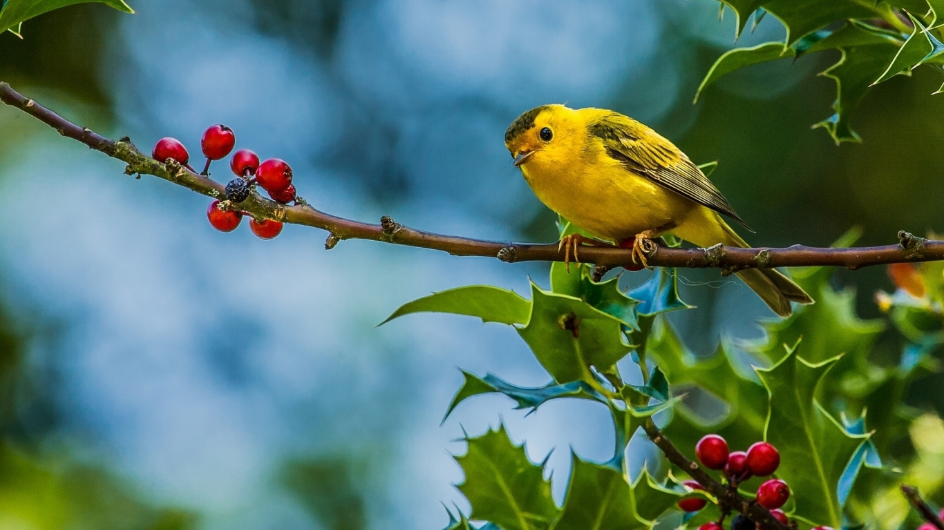 Cute Little Yellow Bird for 1366 x 768 HDTV resolution