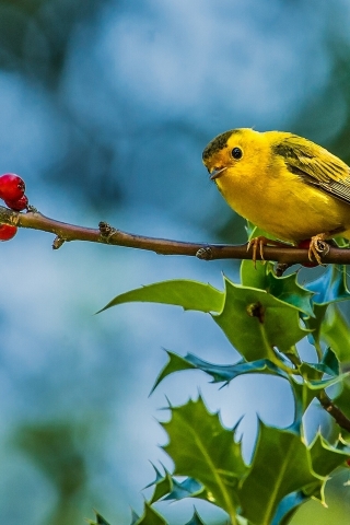Cute Little Yellow Bird for 320 x 480 iPhone resolution