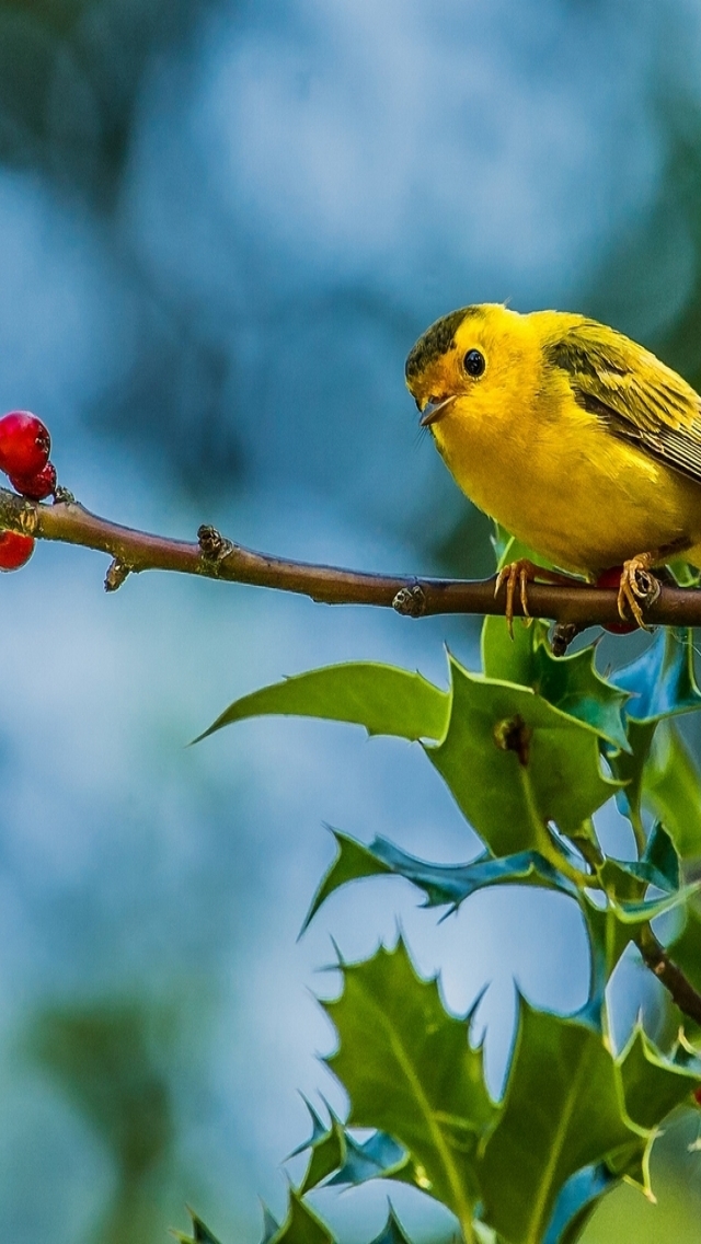 Cute Little Yellow Bird for 640 x 1136 iPhone 5 resolution