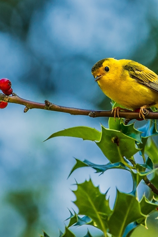 Cute Little Yellow Bird for 640 x 960 iPhone 4 resolution