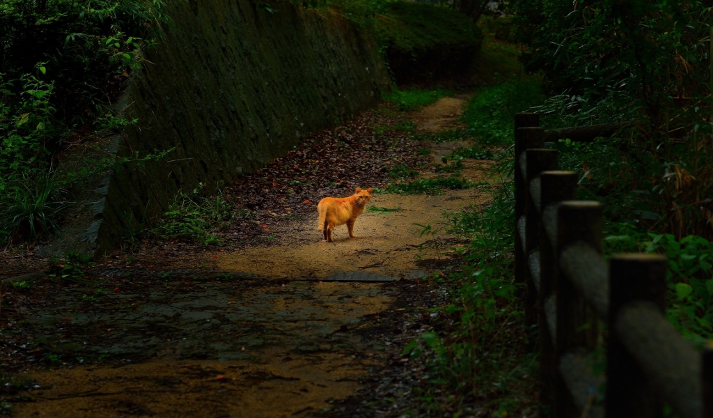 Cute Lonely Cat for 1024 x 600 widescreen resolution