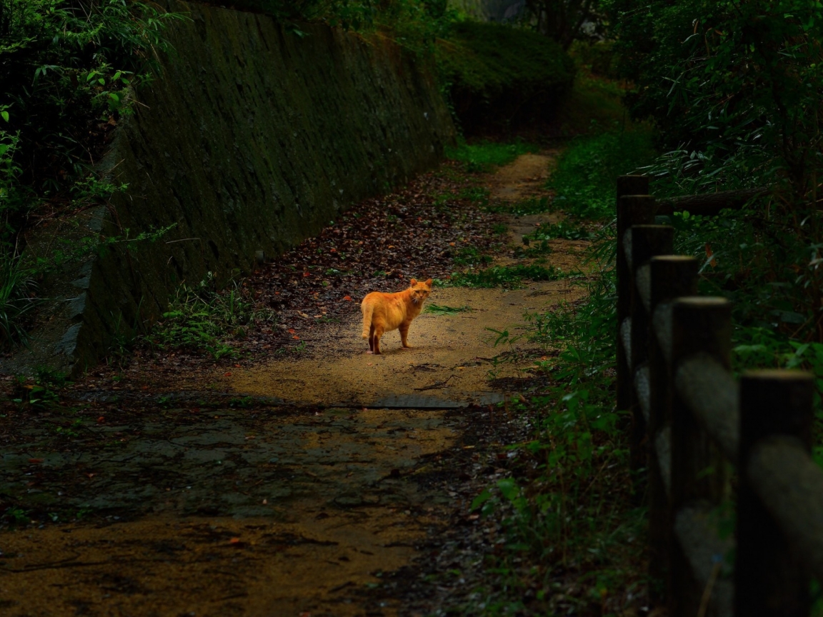 Cute Lonely Cat for 1152 x 864 resolution