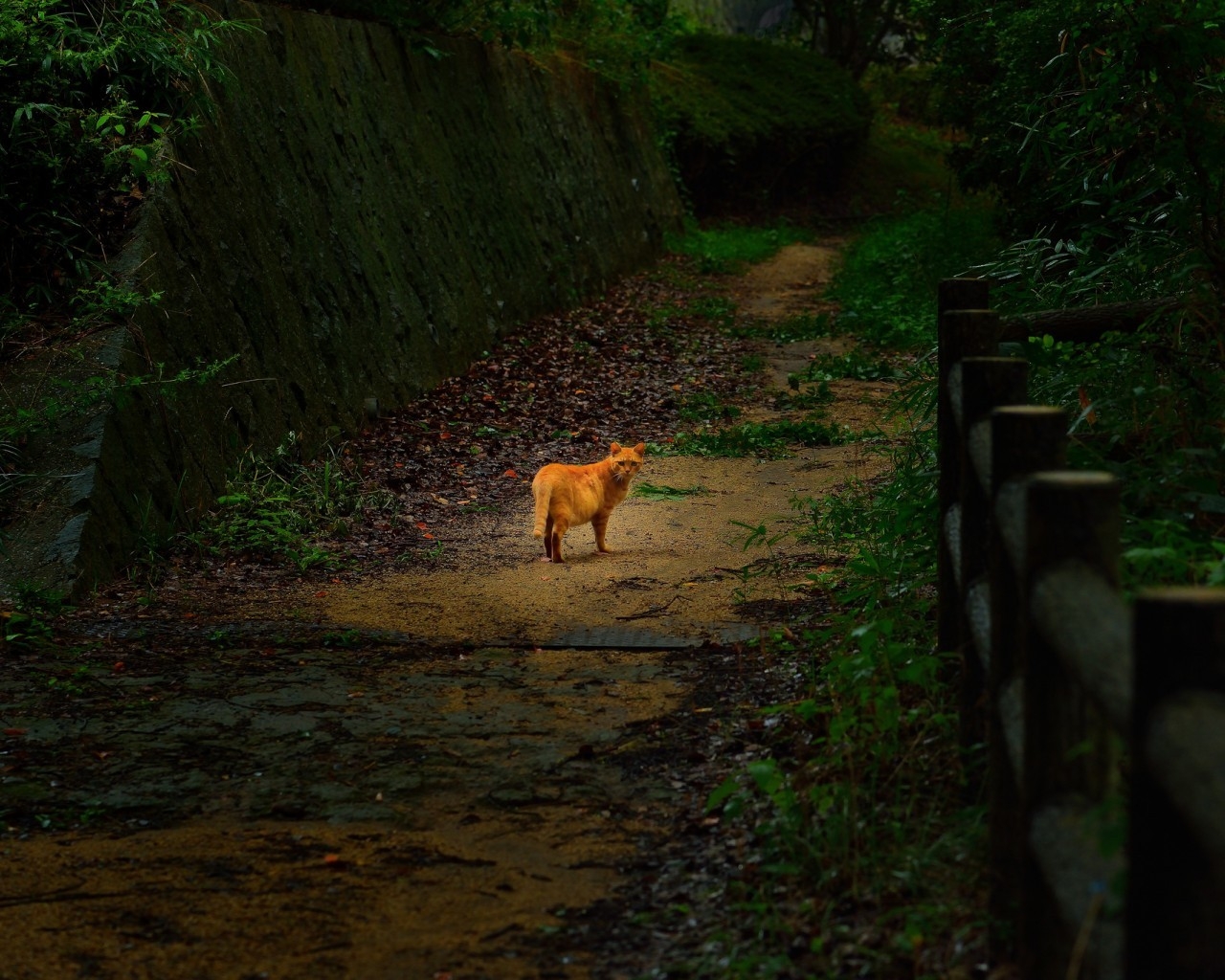 Cute Lonely Cat for 1280 x 1024 resolution