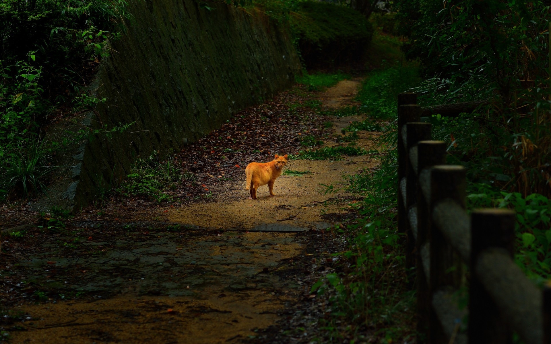Cute Lonely Cat for 1920 x 1200 widescreen resolution
