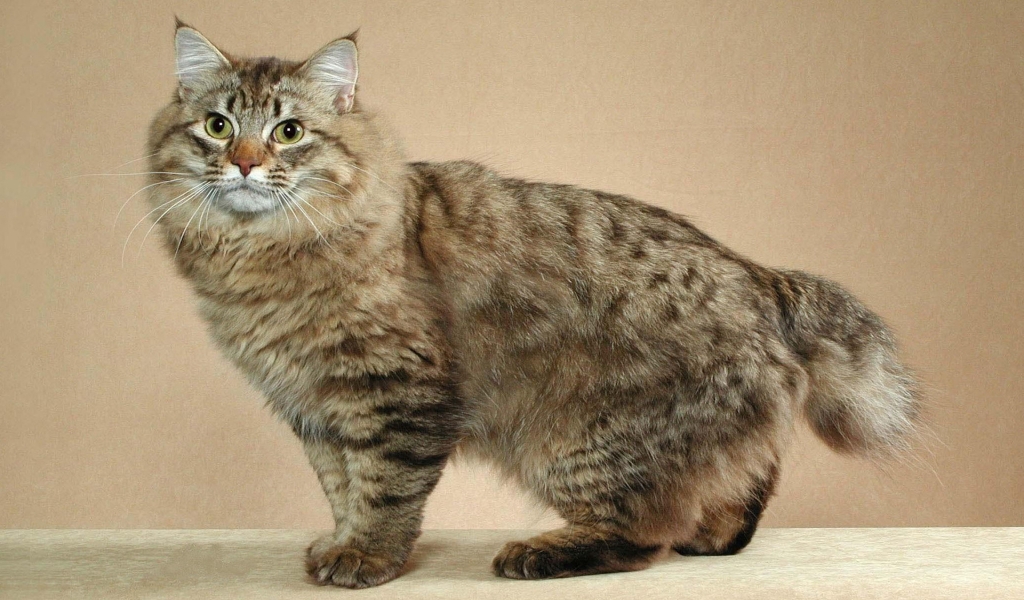 Cute Maine Coon Cat for 1024 x 600 widescreen resolution