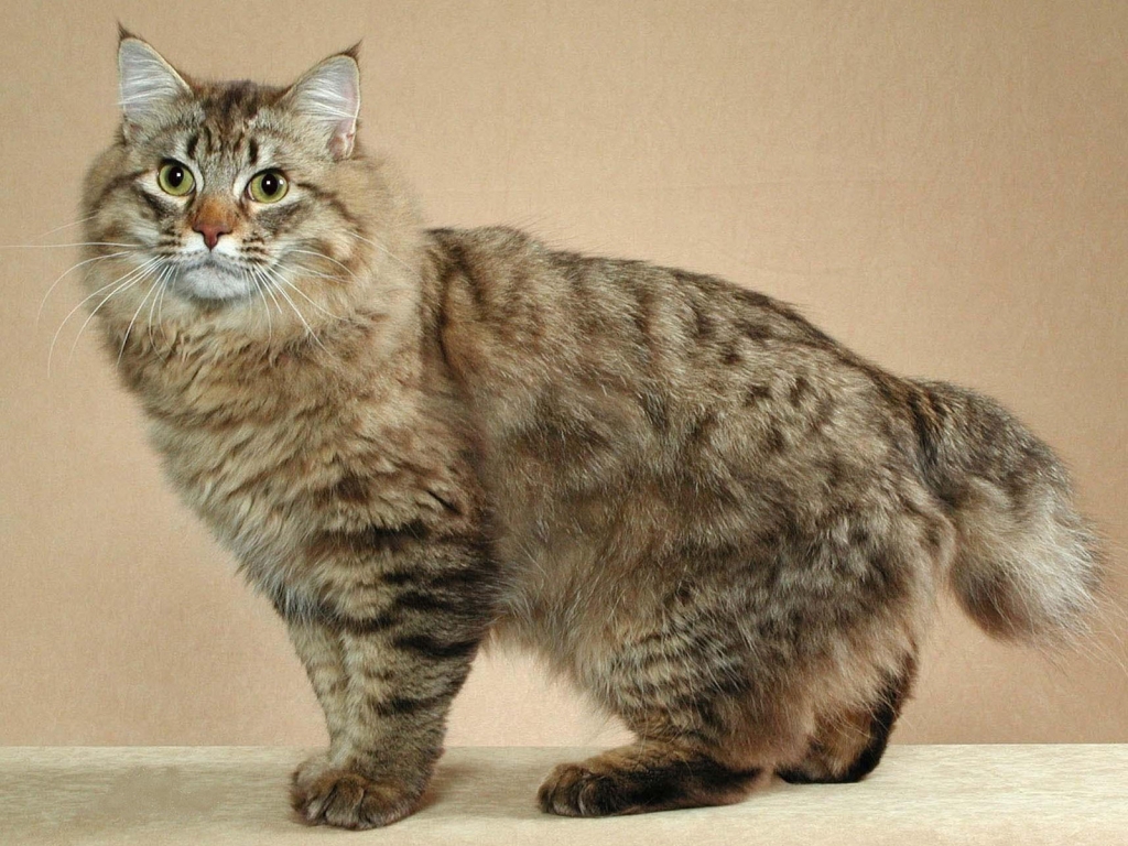 Cute Maine Coon Cat for 1024 x 768 resolution