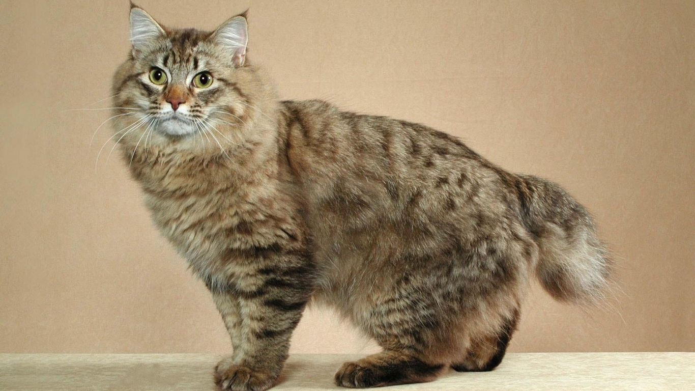 Cute Maine Coon Cat for 1366 x 768 HDTV resolution