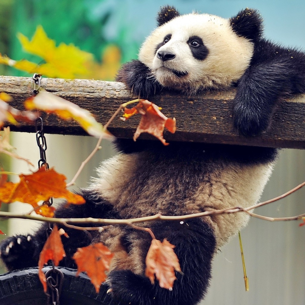 Cute Panda Climbing for 1024 x 1024 iPad resolution