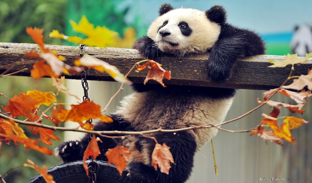 Cute Panda Climbing for 1024 x 600 widescreen resolution