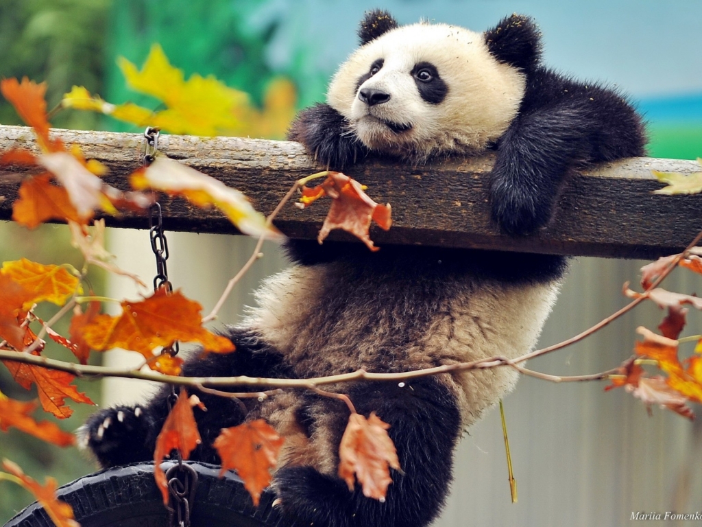 Cute Panda Climbing for 1024 x 768 resolution