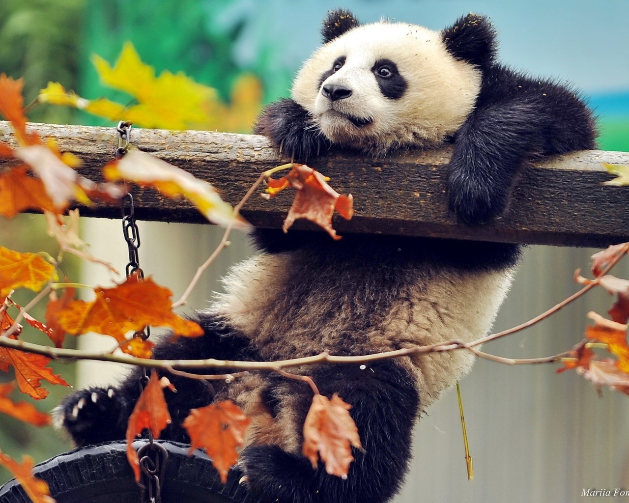 Cute Panda Climbing for 1280 x 1024 resolution