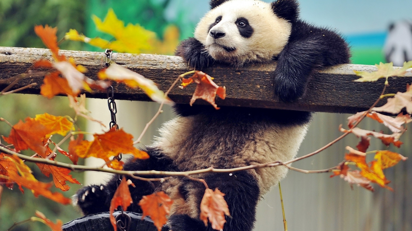 Cute Panda Climbing for 1366 x 768 HDTV resolution