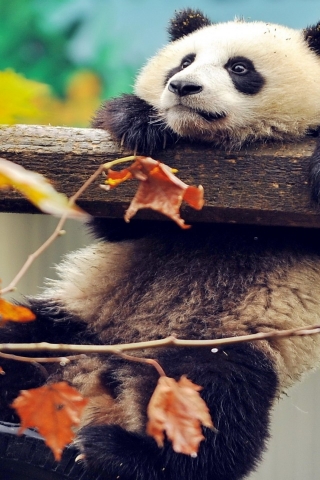 Cute Panda Climbing for 320 x 480 iPhone resolution