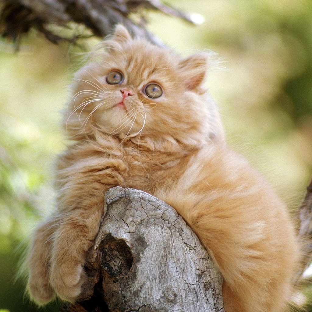 Cute Persian Kitten for 1024 x 1024 iPad resolution