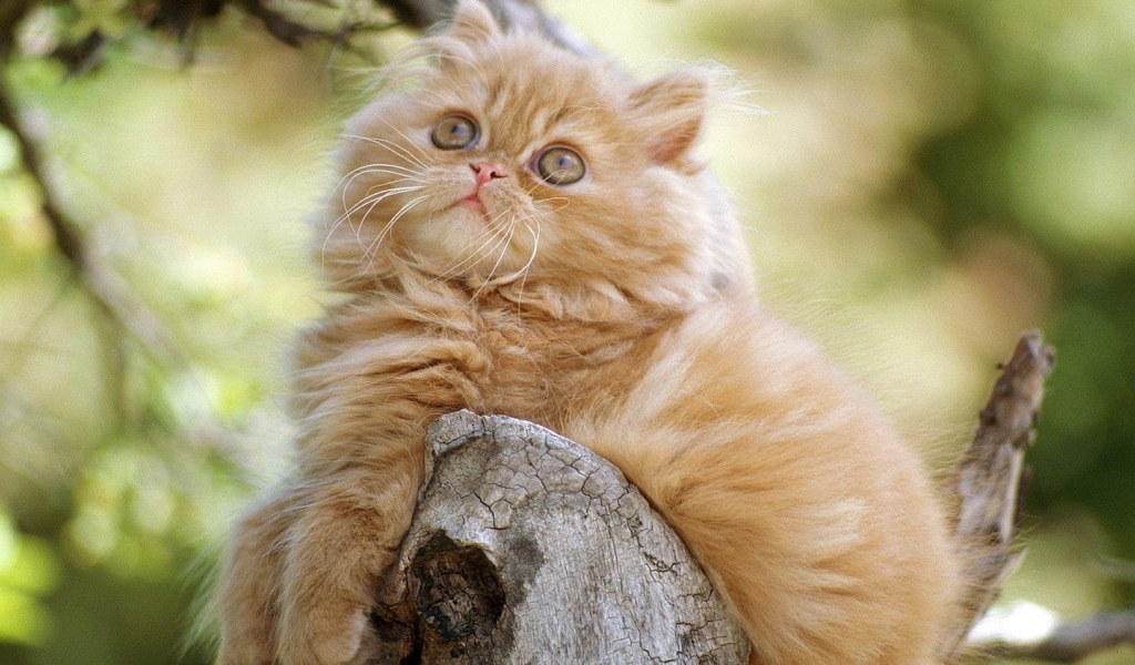 Cute Persian Kitten for 1024 x 600 widescreen resolution