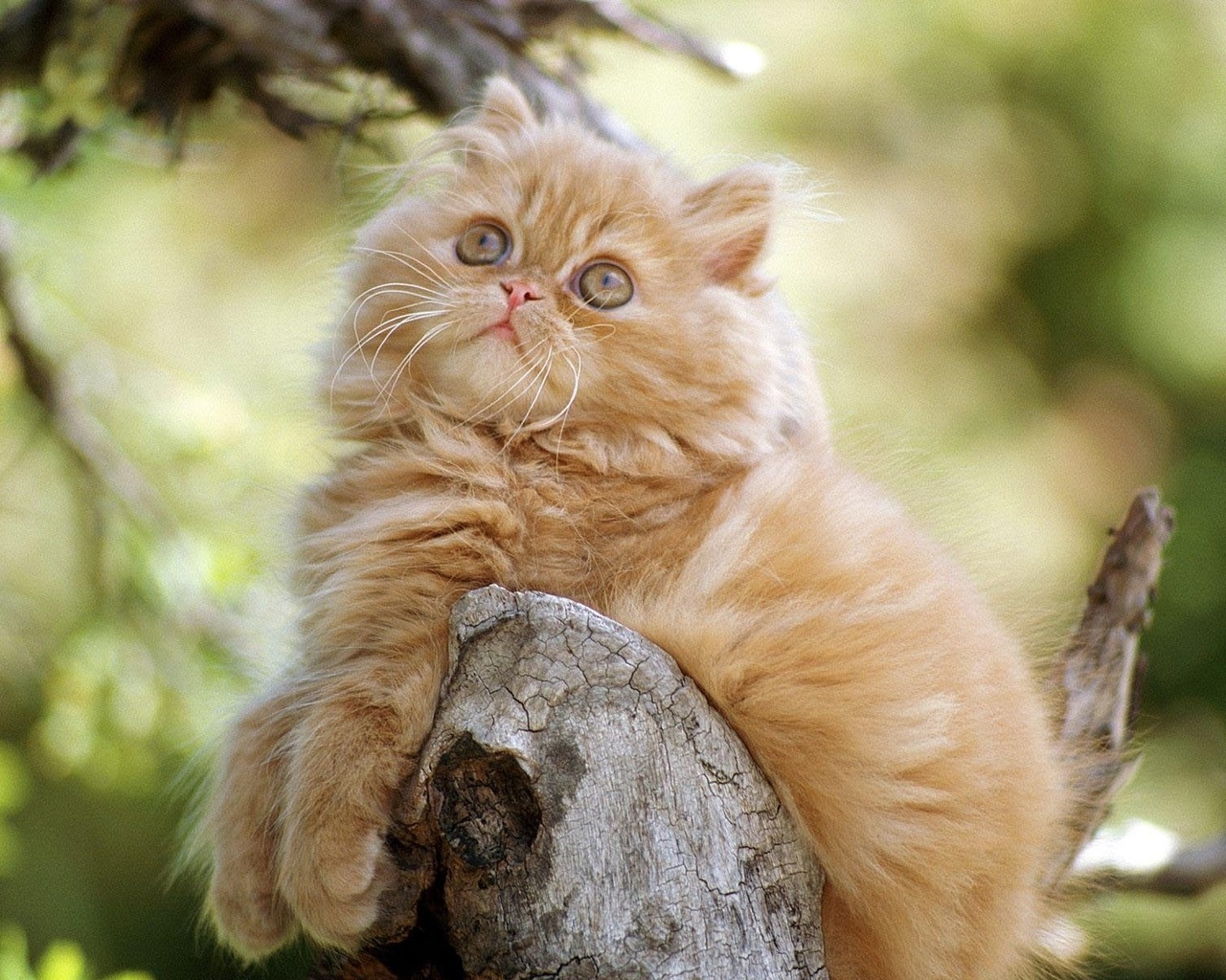 Cute Persian Kitten for 1280 x 1024 resolution