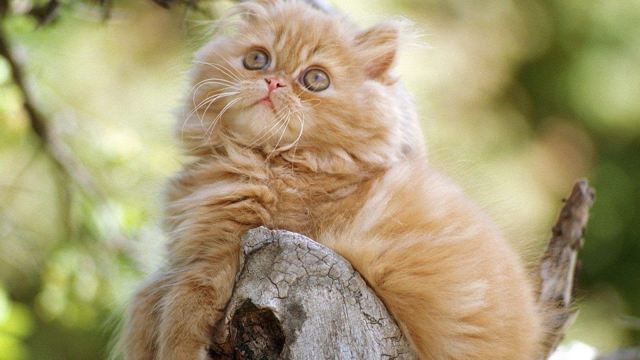 Cute Persian Kitten for 1280 x 720 HDTV 720p resolution